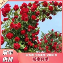 藤本月季，藤本月季，王妃夏洛特庆典自由蒂娜粉龙