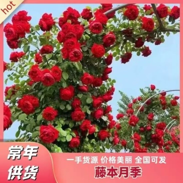 藤本月季,藤本月季,王妃夏洛特庆典自由蒂娜粉龙