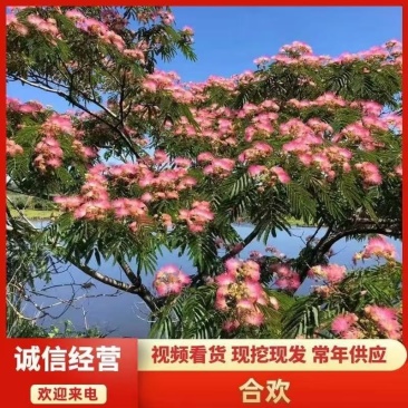 合欢苗，合欢花树苗别墅庭院园林绿化苗木花卉