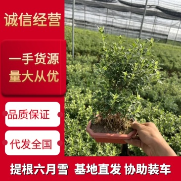 六月雪盆景六月雪提根盆景带盆整箱批发常年供应规格齐全