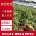 六月雪盆景六月雪提根盆景带盆整箱批发常年供应规格齐全