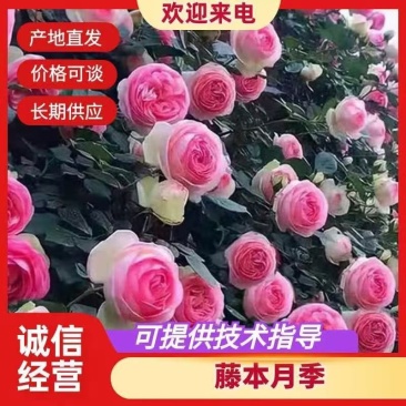 藤本月季苗,爬藤月季苗,藤本月季花苗品种多