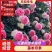 藤本月季苗,爬藤月季苗,藤本月季花苗品种多
