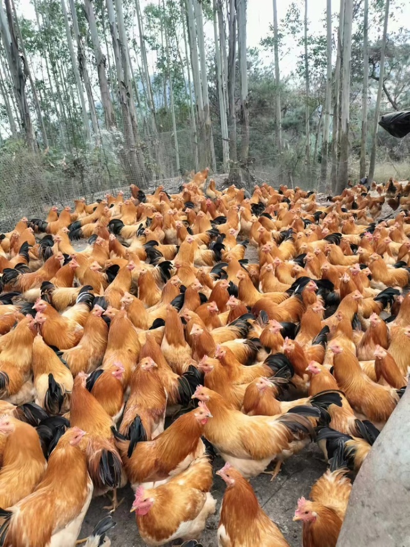 广西古典阉鸡，货量充足，品质佳，对接全国批发欢迎咨询