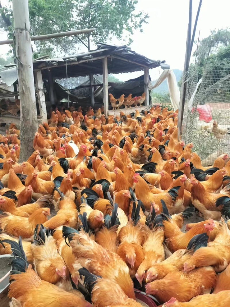广西古典阉鸡，货量充足，品质佳，对接全国批发欢迎咨询