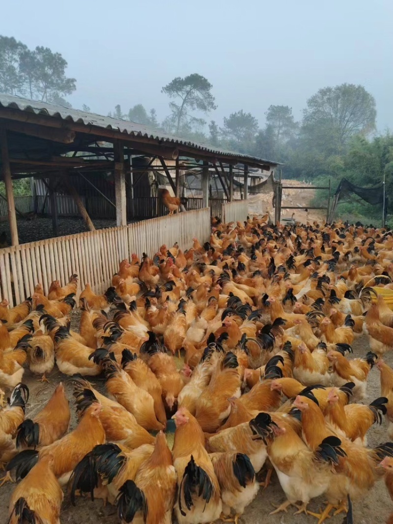 广西古典阉鸡，货量充足，品质佳，对接全国批发欢迎咨询