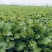 【种植大户】蔬菜雪里红对接加工厂100亩种植面积量大从优
