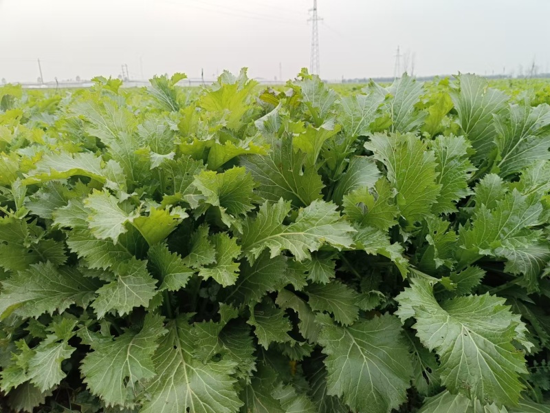【种植大户】蔬菜雪里红对接加工厂100亩种植面积量大从优