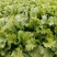 【种植大户】蔬菜雪里红对接加工厂100亩种植面积量大从优