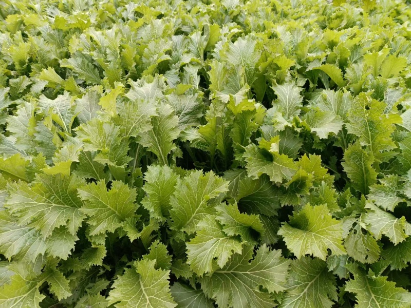 【种植大户】蔬菜雪里红对接加工厂100亩种植面积量大从优