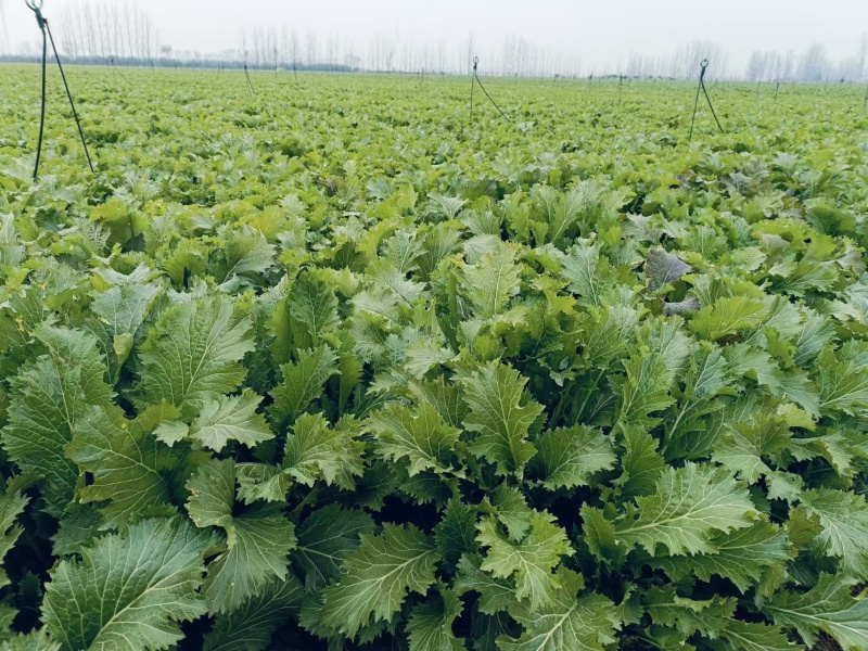 【种植大户】蔬菜雪里红对接加工厂100亩种植面积量大从优