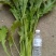 【种植大户】蔬菜雪里红对接加工厂100亩种植面积量大从优
