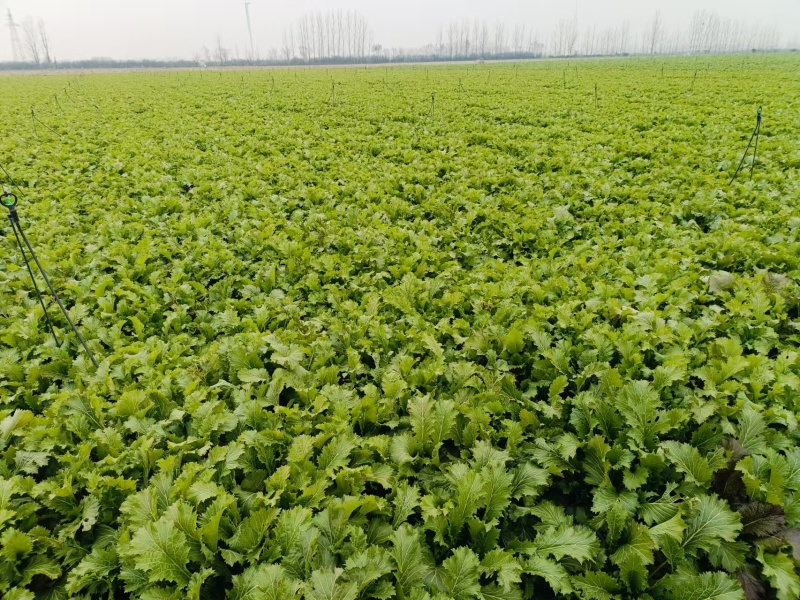 【种植大户】蔬菜雪里红对接加工厂100亩种植面积量大从优