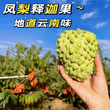 云南热带凤梨释迦
