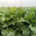 【精品】雪里红蔬菜大量上市中对接加工厂全国发货量大从
