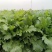 【精品】雪里红蔬菜大量上市中对接加工厂全国发货量大从