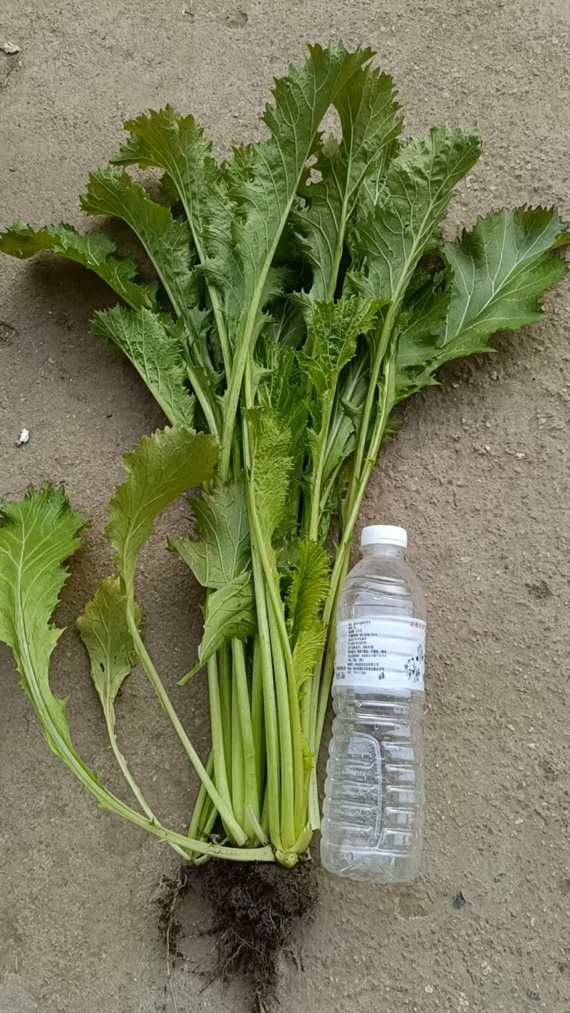 【精品】雪里红蔬菜大量上市中对接加工厂全国发货量大从