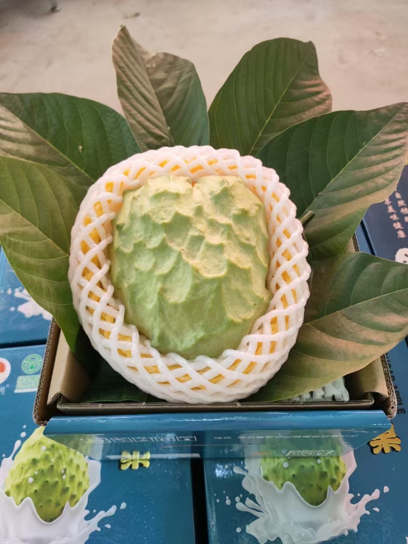 云南热带凤梨释迦