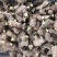 【优质姜种】山东368脱毒姜种山农一号质地均匀提供技术