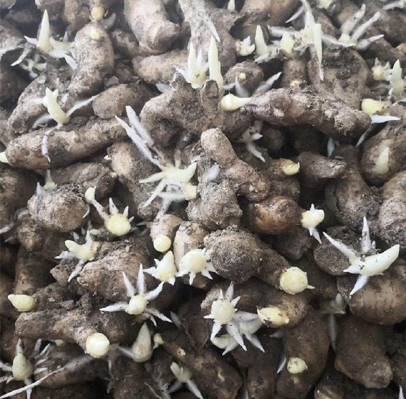 【优质姜种】山东368脱毒姜种山农一号质地均匀提供技术