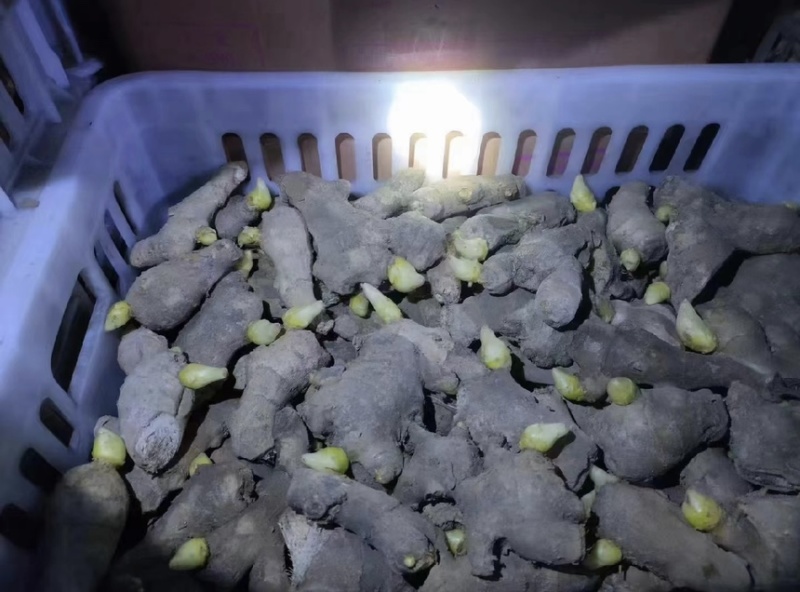 【优质姜种】山东368脱毒姜种山农一号质地均匀提供技术