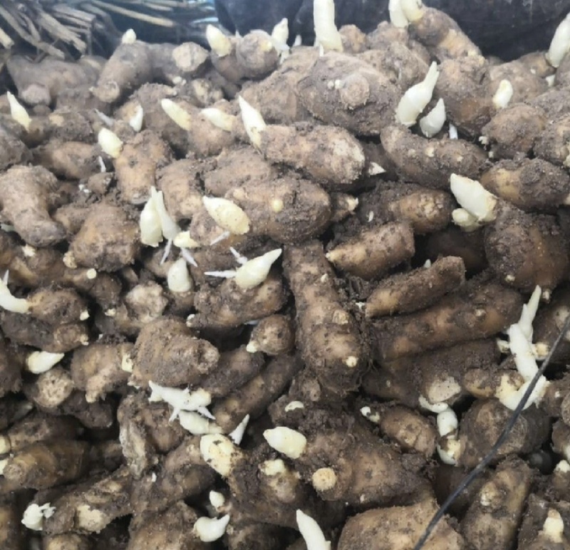 【优质姜种】山东368脱毒姜种山农一号质地均匀提供技术