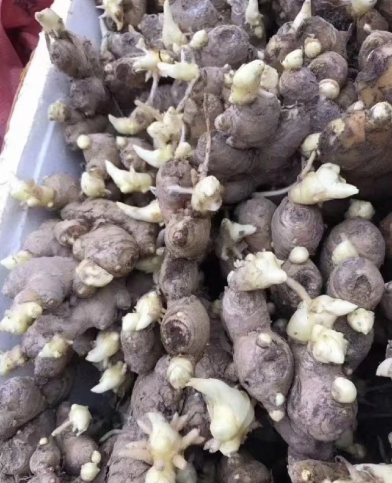 【优质姜种】山东368脱毒姜种山农一号质地均匀提供技术