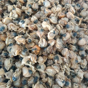 全贝干贝扇贝肉新货价格便宜质量优良