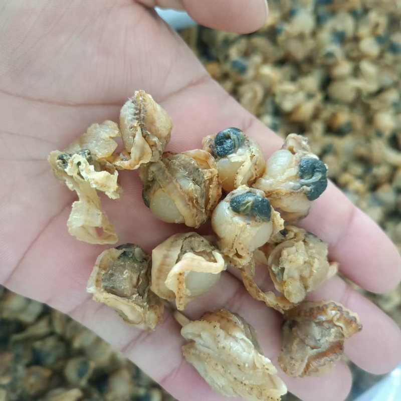 全贝干贝扇贝肉新货价格便宜质量优良