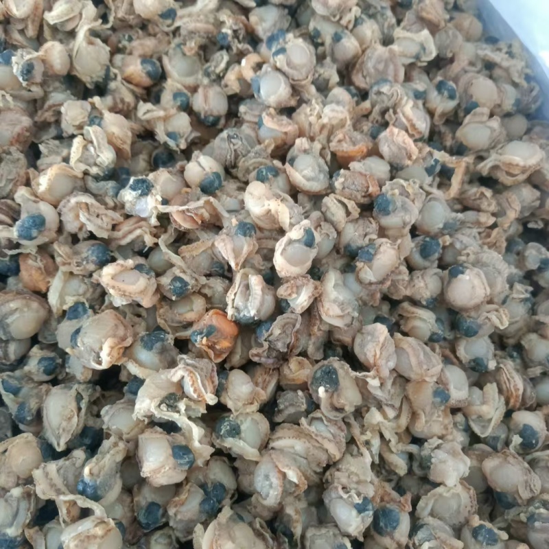 全贝干贝扇贝肉新货价格便宜质量优良