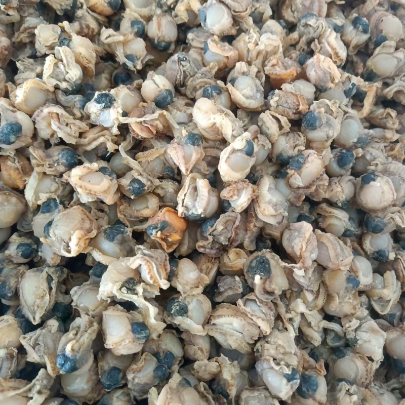 全贝干贝扇贝肉新货价格便宜质量优良