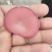 粉木耳厂家直销全国发货贵妃粉木耳基地一手货源自产自销粉耳