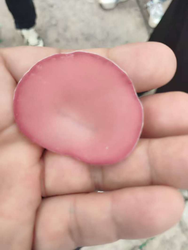 粉木耳厂家直销全国发货贵妃粉木耳基地一手货源自产自销粉耳