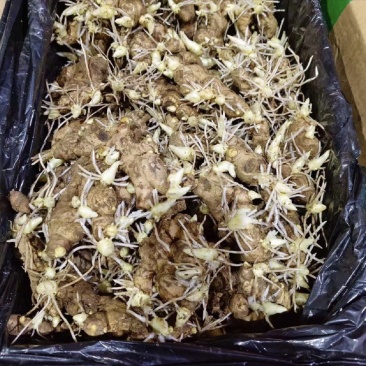 【优质高产王】山东368脱毒姜种质地均匀山农一号提供技术