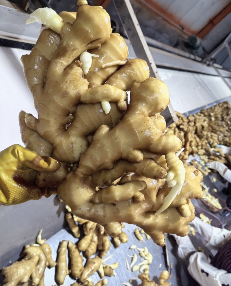 【优质高产王】山东368脱毒姜种质地均匀山农一号提供技术