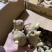 【优质高产王】山东368脱毒姜种质地均匀山农一号提供技术