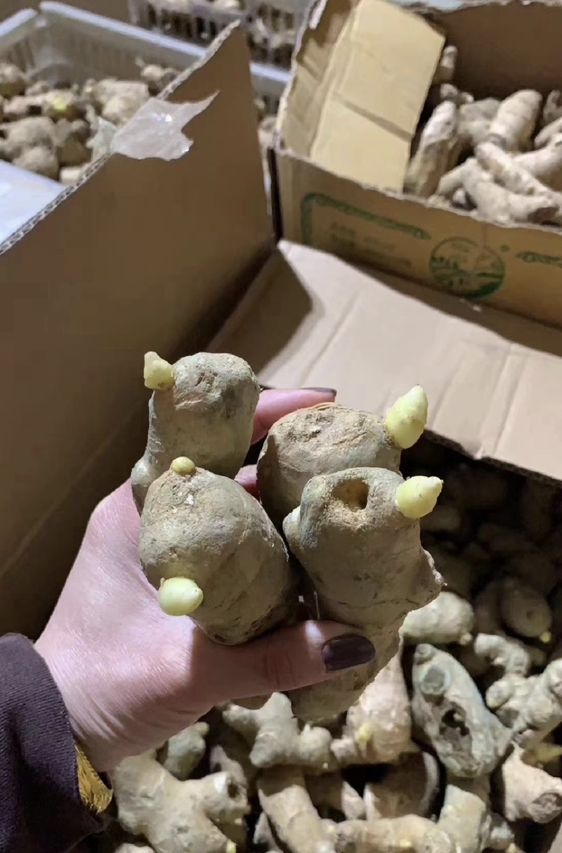 【优质高产王】山东368脱毒姜种质地均匀山农一号提供技术