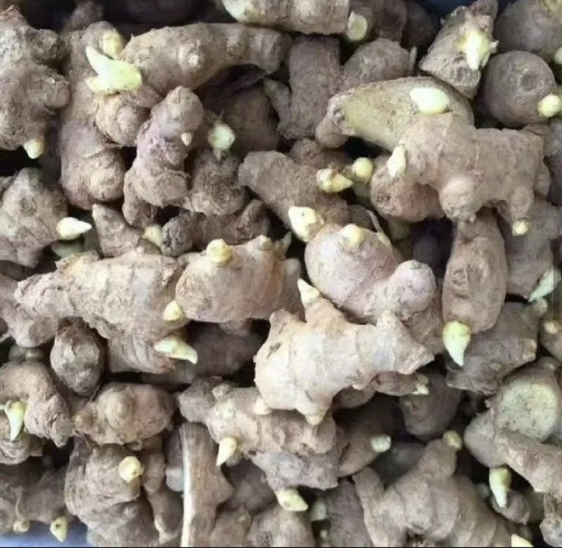 【优质高产王】山东368脱毒姜种质地均匀山农一号提供技术