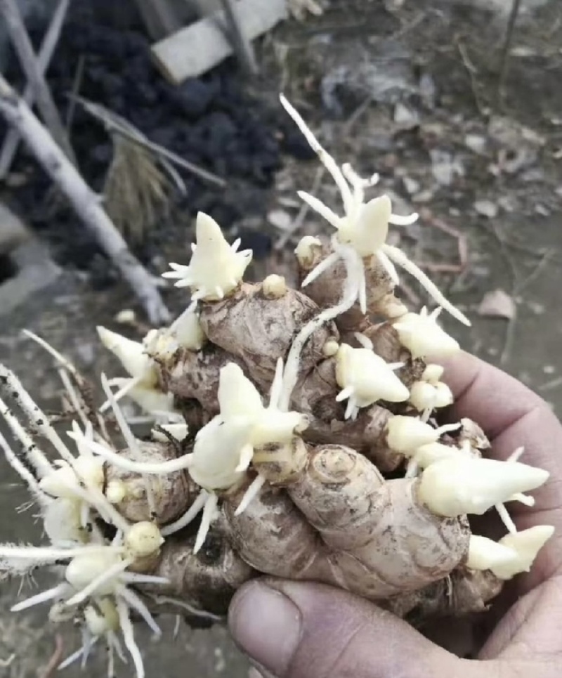 【优质高产王】山东368脱毒姜种质地均匀山农一号提供技术