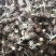 【优质高产王】山东368脱毒姜种质地均匀山农一号提供技术
