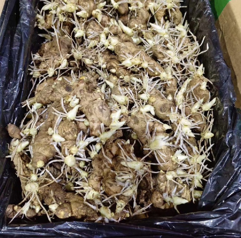 【优质高产王】山东368脱毒姜种质地均匀山农一号提供技术