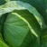 精品包菜扁包菜一手货源基地直发对接各大商超欢迎来电