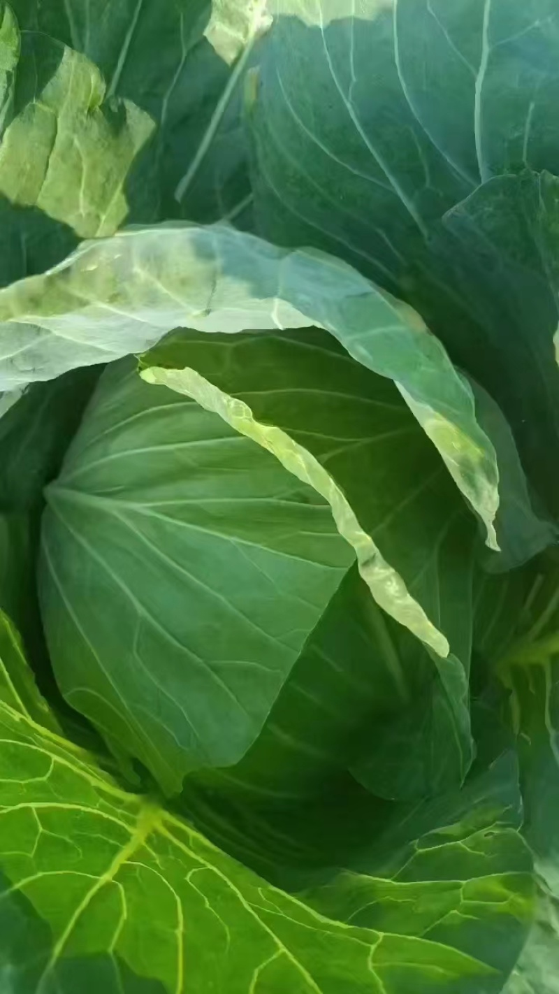 精品包菜扁包菜一手货源基地直发对接各大商超欢迎来电