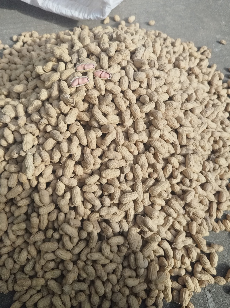 精品花生，质量保证，颗颗饱满，大量有货，可视频看货