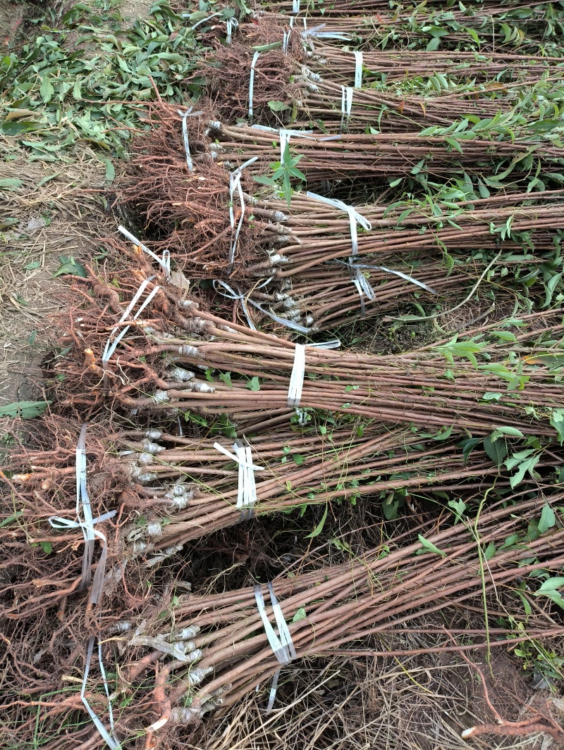 蜂糖李子苗嫁接苗品种纯正苗技术支持