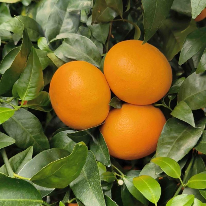 桂林恭城沃柑🍊大量供应中细皮叶面好价低货优