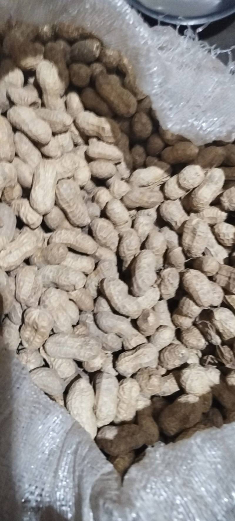 精品花生，质量保证，颗颗饱满，大量有货，可视频看货