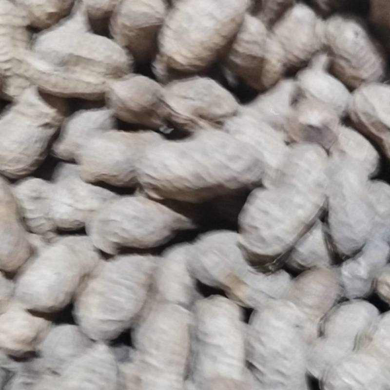 精品花生，质量保证，颗颗饱满，大量有货，可视频看货