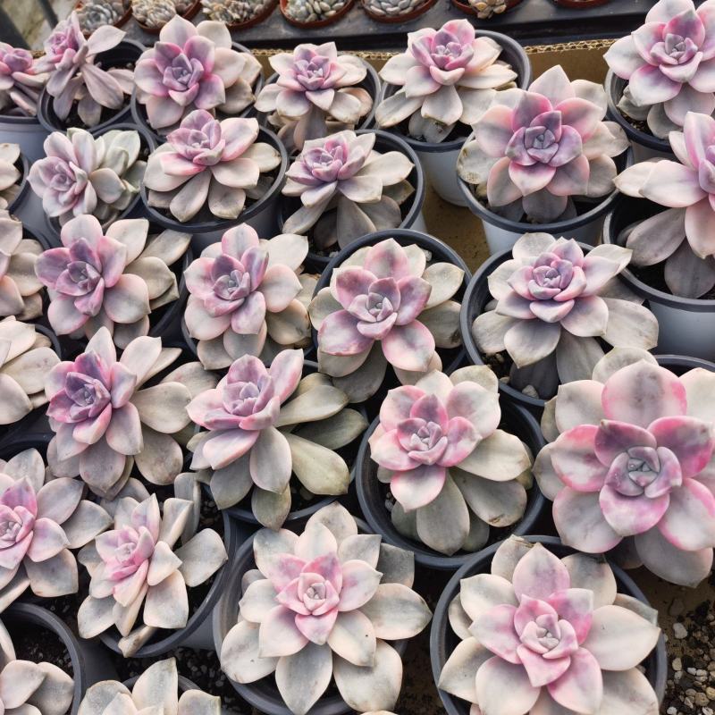 多肉绿植量大质优基地发货可视频看货对接全国