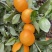 桂林恭城沃柑🍊大量供应中细皮叶面好价低货优